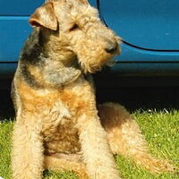 Foto 4 van een Welsh Terrier
