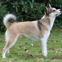 Foto 8 van een Noorse lundehond