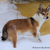 Foto 5 van een Noorse lundehond