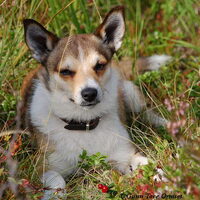 Foto 4 van een Noorse lundehond