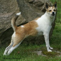 Foto 3 van een Noorse lundehond
