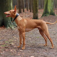 Foto 4 van een Cirneco dellEtna
