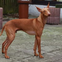 Foto 2 van een Cirneco dellEtna