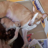 Foto 1 van een Cirneco dellEtna