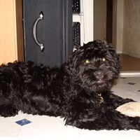 Foto 6 van een Portugese Waterhond