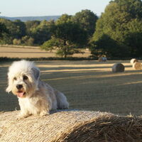 Foto 6 van een Dandie Dinmont Terriër