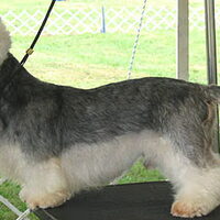 Foto 5 van een Dandie Dinmont Terriër