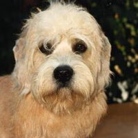 Foto 4 van een Dandie Dinmont Terriër