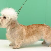 Foto 3 van een Dandie Dinmont Terriër