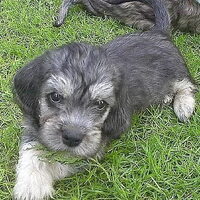 Foto 2 van een Dandie Dinmont Terriër