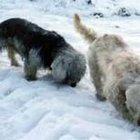 Foto 1 van een Dandie Dinmont Terriër