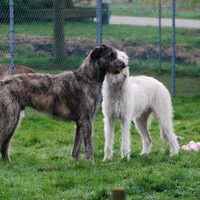 Foto 7 van een Ierse Wolfshond