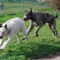 Foto 6 van een Ierse Wolfshond