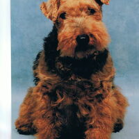 Foto 3 van een Welsh Terrier
