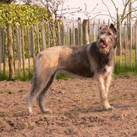 Foto 5 van een Ierse Wolfshond