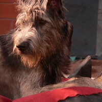 Foto 4 van een Ierse Wolfshond