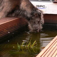 Foto 3 van een Ierse Wolfshond
