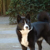 Foto 4 van een Karelische Berenhond