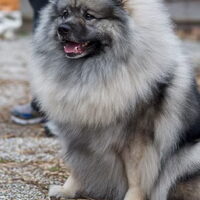 Foto 7 van een Keeshond, Grijze