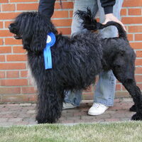 Foto 4 van een Portugese Waterhond