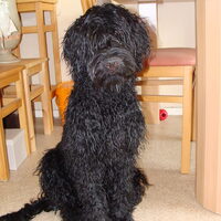 Foto 3 van een Portugese Waterhond
