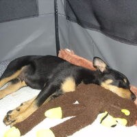 Foto 6 van een Australian Kelpie