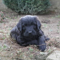 Foto 6 van een Zwarte Russische Terrier
