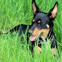 Foto 5 van een Australian Kelpie