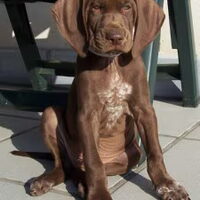 Foto 7 van een Duitse Staande Hond, Korthaar