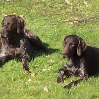 Foto 6 van een Duitse Staande Hond, Korthaar