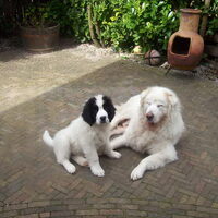 Foto 4 van een Pyrenese Berghond
