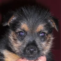 Foto 7 van een Norwich Terrier
