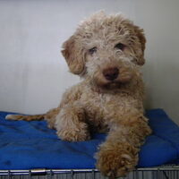 Foto 7 van een Lagotto Romagnolo