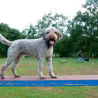 Foto 6 van een Lagotto Romagnolo