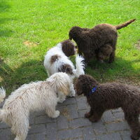 Foto 5 van een Lagotto Romagnolo