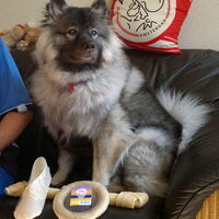 Foto 6 van een Keeshond, Grijze