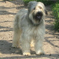 Foto 8 van een Gos d’Atura Català (Catalaanse herder)