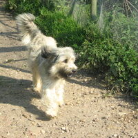 Foto 7 van een Gos d’Atura Català (Catalaanse herder)