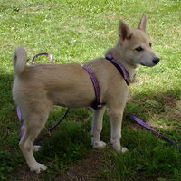 Foto 9 van een Laika, West Siberische