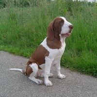 Foto 8 van een Bracco Italiano