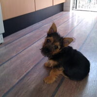 Foto 6 van een Norwich Terrier