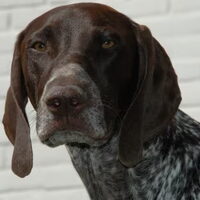Foto 5 van een Duitse Staande Hond, Korthaar
