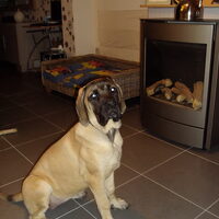 Foto 2 van een Old English Mastiff