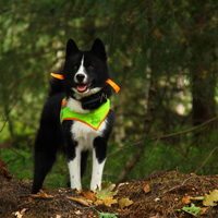 Foto 3 van een Karelische Berenhond