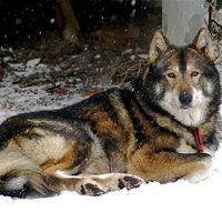 Foto 7 van een Laika, West Siberische