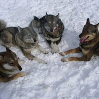 Foto 6 van een Laika, West Siberische