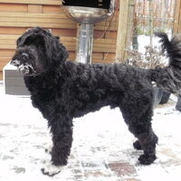 Foto 2 van een Portugese Waterhond