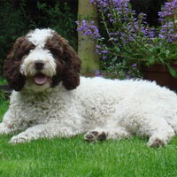 Foto 5 van een Perro de Agua Espagnõl