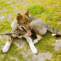 Foto 5 van een Laika, West Siberische