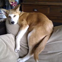 Foto 8 van een Japanse Akita